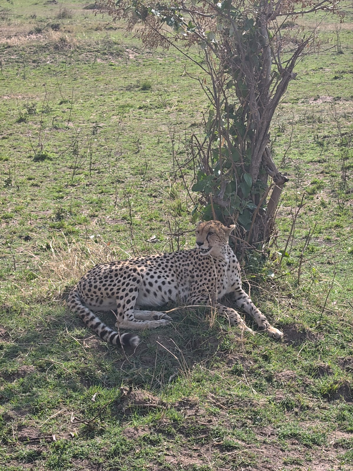Kenya Safari