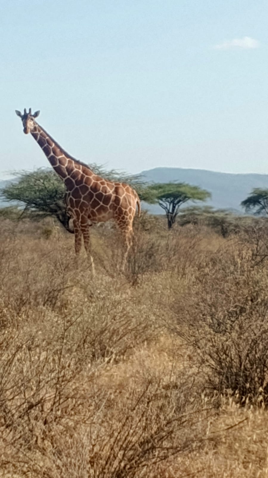 Samburu