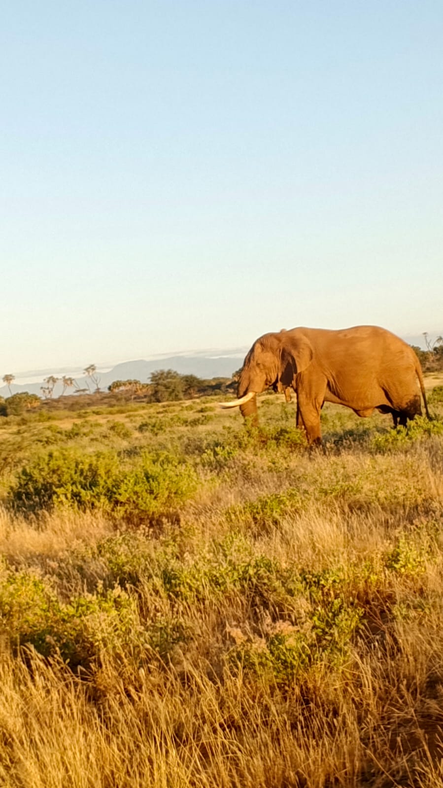 Samburu